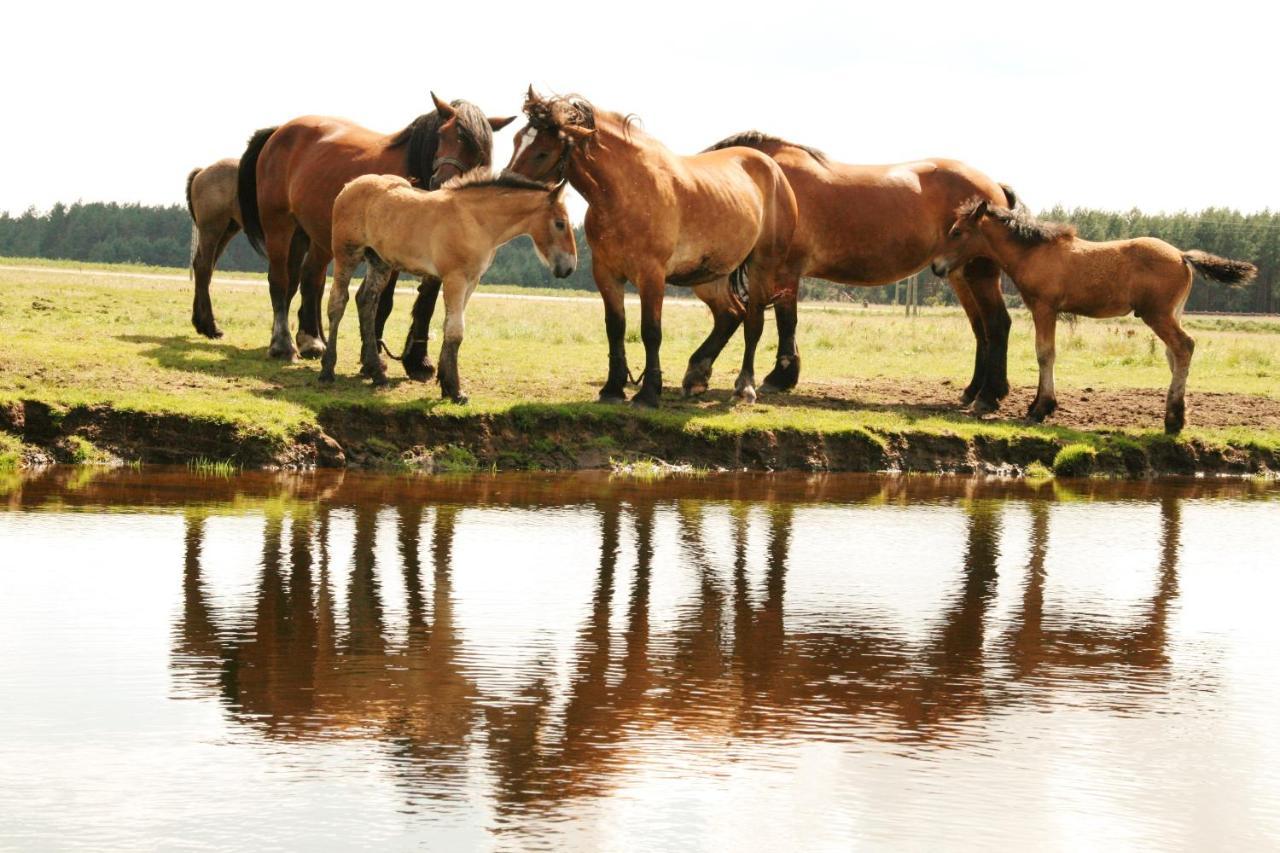 Biebrza24 - Agroturystyka Sztabin Esterno foto