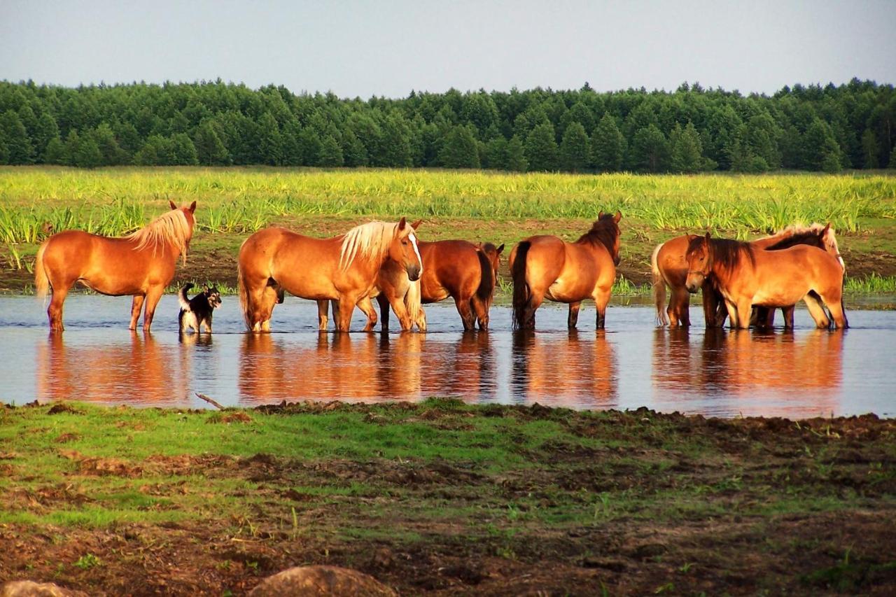 Biebrza24 - Agroturystyka Sztabin Esterno foto